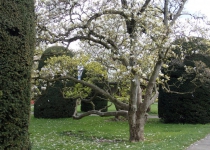Magnolienblüte, Wilhelma Stuttgart (April 2016) | Foto: Heike Sichting