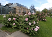 Pfingstrosen, Wilhelma Stuttgart (April 2016) | Foto: Heike Sichting