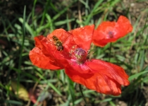 Bienenfreuden (2011) | Foto: Heike Sichting
