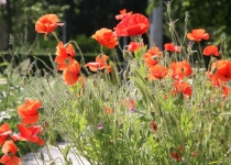 Klatschmohn (2012) | Foto: Heike Sichting