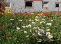 Blumenwiese I Foto: Heike Sichting