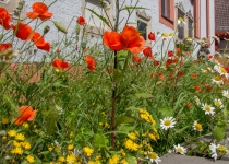 Blumenwiese I Foto: Holger Simmat
