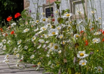 Blumenwiese I Foto: Holger Simmat