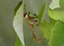 Laubfrosch (2014) | Foto: Heike Sichting