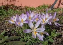 Die ersten Blüten im Februar | Foto: Heike Sichting
