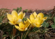 Erste Blüten... | Foto: Heike Sichting