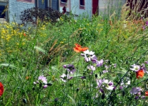 Blüten am Luststeg (Juni 2016) | Foto: Siegfried Adaschkiewitz
