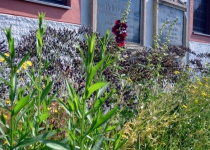 Blüten am Luststeg (Juni 2016) | Foto: Siegfried Adaschkiewitz