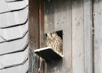 Falke zu Besuch (2010) | Foto: Heike Sichting