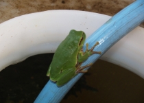 Ein Frosch hilft beim Bauen (2007) | Foto: Siegfried Adaschkiewitz