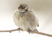 Ein Spatz auf unserem Baum (2010) | Foto: Heike Sichting