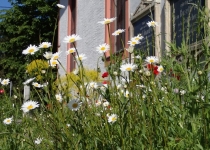 Blumenwiese Anfang Mai (2014) | Foto: Heike Sichting