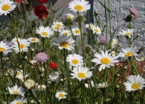 Blumenwiese Anfang Mai (2014) | Foto: Heike Sichting