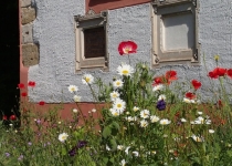 Blumenwiese Anfang Mai (2014) | Foto: Heike Sichting