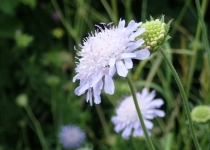 Acker-Witwenblume (2014) | Foto: Heike Sichting