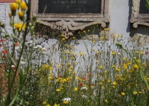 Blumenwiese Mitte Juni (2014) | Foto: Heike Sichting