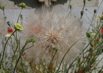 Bocksbart-Pusteblume (2014) | Foto: Heike Sichting