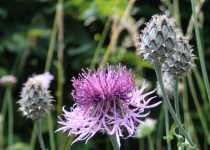 Rispen-Flockenblume