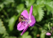 Storchschnabel und Schwebfliege (2014) | Foto: Heike Sichting
