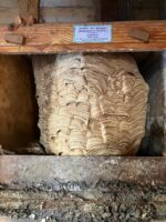 Das Hornissennest füllt den gesamten Falkenkasten aus